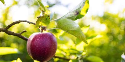 Тарифы Яндекс Плюс: выберите подходящий для вас