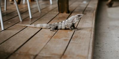 Яндекс Плюс - ваш личный помощник в мире развлечений!