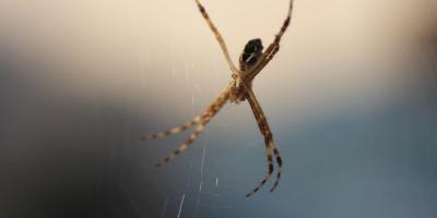 Тарифы Яндекс Плюс: что включено