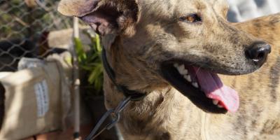 Отзывы о тарифах Яндекс Плюс