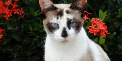 Плюсы и минусы Яндекс Плюс: обзор