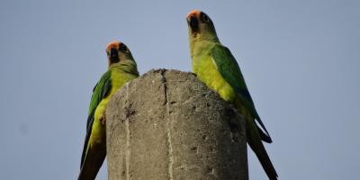 Как отменить подписку на Яндекс Плюс